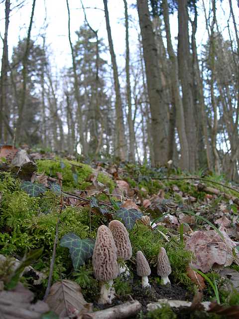 La valle dei funghi sconosciuti